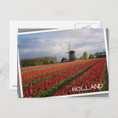 Carte Postale Tulipes rouges et moulin à vent (Devant / Derrière)
