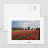 Carte Postale Tulipes rouges et moulin à vent (Devant / Derrière)