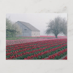 Carte Postale Tulipes rouges et roses saluent la journée dans un