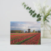 Carte Postale Tulipes rouges et un moulin à vent (Debout devant)