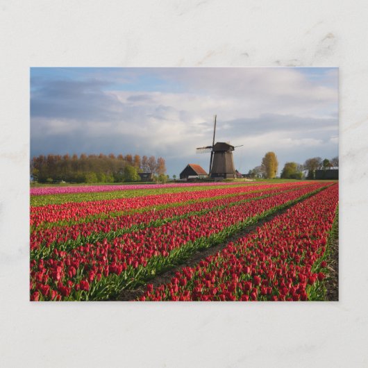 Carte Postale Tulipes rouges et un moulin à vent (Devant)