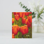 Carte Postale Tulipes rouges impression photographique. (Debout devant)