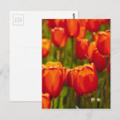 Carte Postale Tulipes rouges impression photographique. (Devant / Derrière)