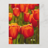 Tulipes rouges impression photographique.