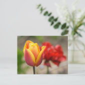 Carte Postale Tulipes rouges-orange (Debout devant)