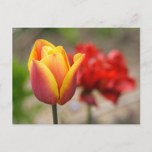 Carte Postale Tulipes rouges-orange (Devant)