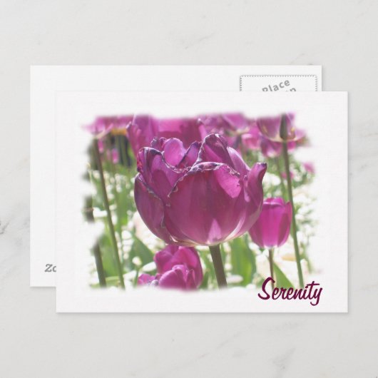 Carte Postale Tulipes, Sérénité (Devant / Derrière)