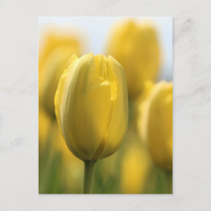 Carte Postale Tulipes solaires