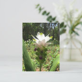 Carte Postale Tulipes thaïlandaises, Fleurs de Thaïlande (Debout devant)