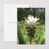 Carte Postale Tulipes thaïlandaises, Fleurs de Thaïlande (Devant / Derrière)