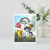 Carte postale Tulipes vintages (Debout devant)