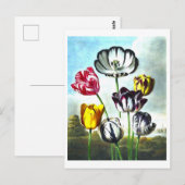 Carte postale Tulipes vintages (Devant / Derrière)