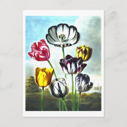 Carte postale Tulipes vintages (Devant)