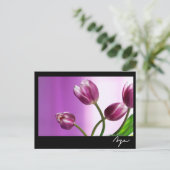 Carte Postale tulipes violettes (Debout devant)