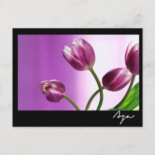 Carte Postale tulipes violettes