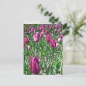 Carte Postale Tulipes violettes du Regal (Debout devant)