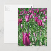 Carte Postale Tulipes violettes du Regal (Devant / Derrière)