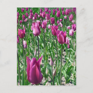 Carte Postale Tulipes violettes du Regal
