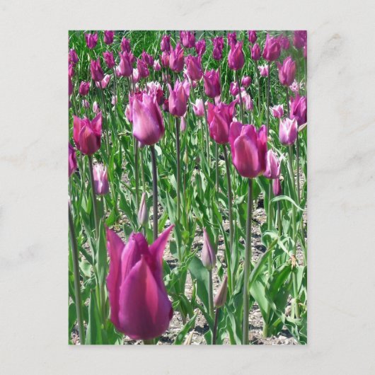 Carte Postale Tulipes violettes du Regal (Devant)