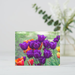 Carte Postale Tulipes violettes foncées