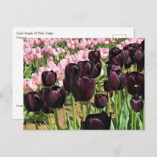 Carte Postale Tulipes violettes foncées et roses (Devant / Derrière)