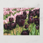 Carte Postale Tulipes violettes foncées et roses (Devant)
