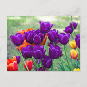 Carte Postale Tulipes violettes foncées  photo