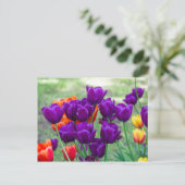 Carte Postale Tulipes violettes foncées  photo (Debout devant)