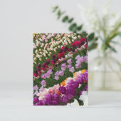 Carte postale Tulips (Debout devant)