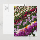 Carte postale Tulips (Devant / Derrière)