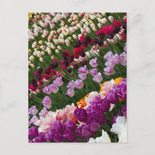 Carte postale Tulips
