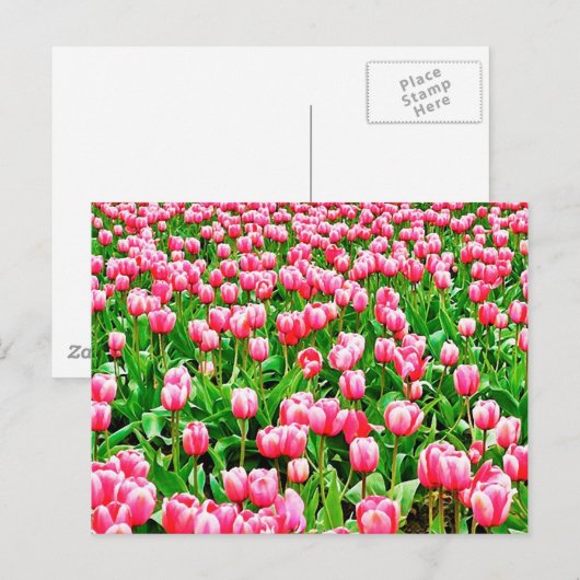 Carte Postale Tulips (Devant / Derrière)