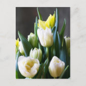 Carte postale Tulips (Devant)