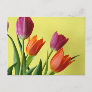 Carte postale Tulips