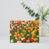 Carte postale Tulips 5 (Debout devant)