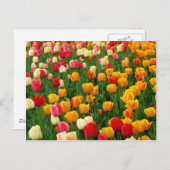 Carte postale Tulips 5 (Devant / Derrière)