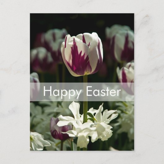 Carte postale Tulips | Carte postale de Pâques (Devant)