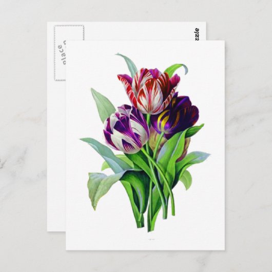 Carte Postale Tulips de Pierre Joseph Redoute (Devant / Derrière)