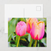 CARTE POSTALE TULIPS DE PRINTEMPS (Devant / Derrière)