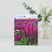 Carte Postale Tulips de Purple (Debout devant)