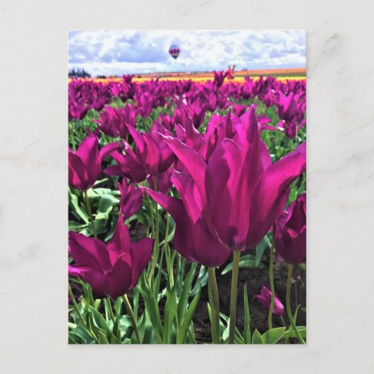 Carte Postale Tulips de Purple (Devant)