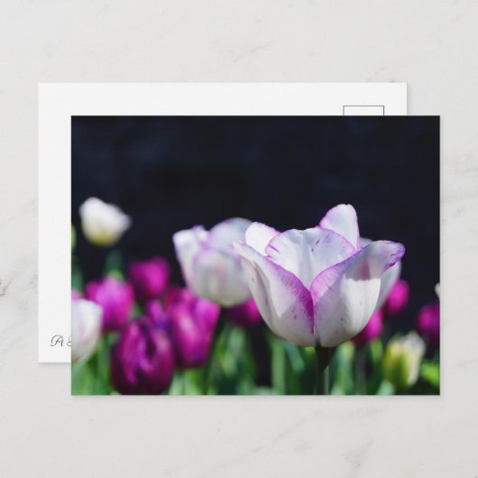 Carte postale Tulips Delft (Devant / Derrière)