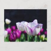 Carte postale Tulips Delft (Devant)