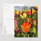 Carte Postale Tulips du Colorful (Devant / Derrière)