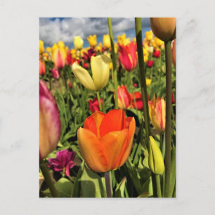 Carte Postale Tulips du Colorful