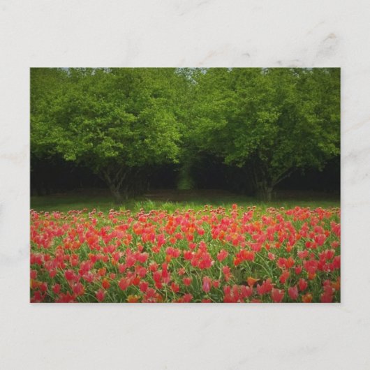 Carte Postale Tulips et Trees (Devant)