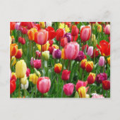 Carte Postale Tulips multicolorés (Devant)