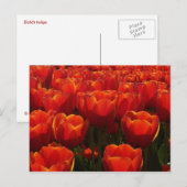 Carte Postale Tulips néerlandais (Devant / Derrière)