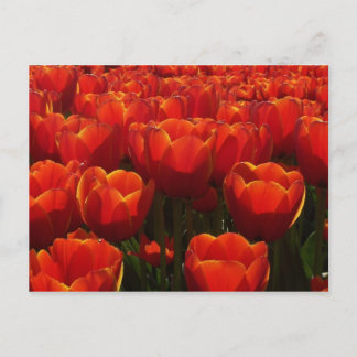 Carte Postale Tulips néerlandais