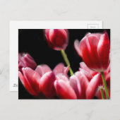 CARTE POSTALE TULIPS ROSE COMMENCÉ (Devant / Derrière)